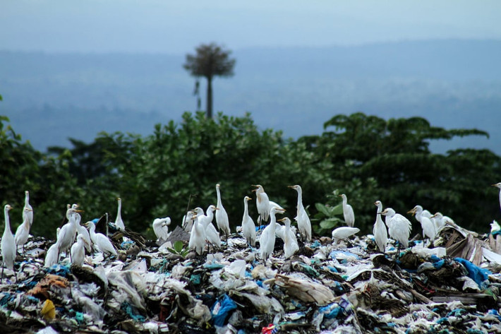 Chim diệc tìm kiếm thức ăn trên bãi rác ở Lhokseumawe, Aceh, Indonesia. (Nguồn Guardian)