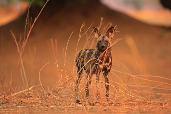 Chó hoang châu Phi đứng trên bờ sông cạn khô trong khu bảo tồn Mana, Zimbabwe (Nguồn Guardian)