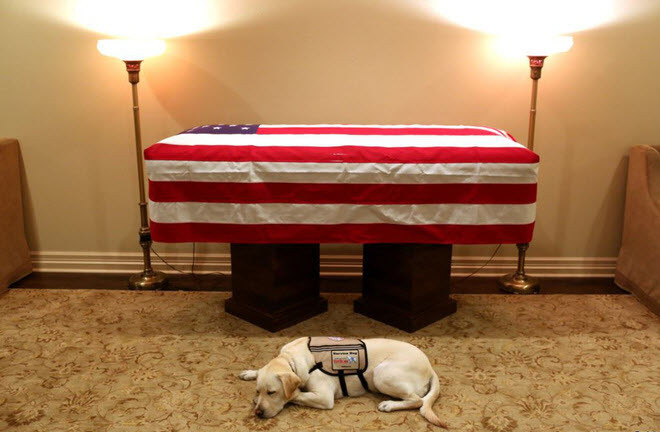 Chú chó của cố Tổng thống Mỹ George H.W. Bush nằm bên quan tài của ông tại quê nhà ở Houston, bang Texas, Mỹ. (Nguồn Guardian)