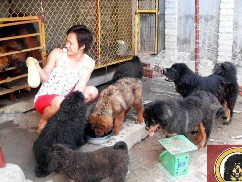Tới đất Quảng Yên, Quảng Ninh, nói đến loài chó "triệu đô" Ngao Tạng, không ai không biết cái tên Kiều Văn Hoàng, chàng trai trẻ đang sở hữu một trại nuôi giống chó đắt đỏ nhất thế giới. Ảnh: Vietnamnet.