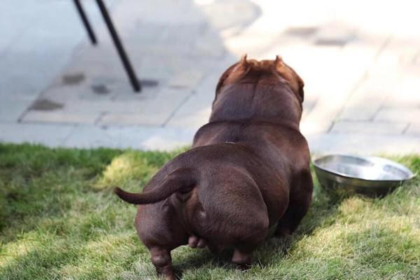 Để mua được chú chó "khủng" này, chủ nhân của nó phải sang tận Hà Nam, Trung Quốc để hoàn tất quá trình khám y tế và thanh toán tiền cho chủ cũ. Ảnh: Người đưa tin.