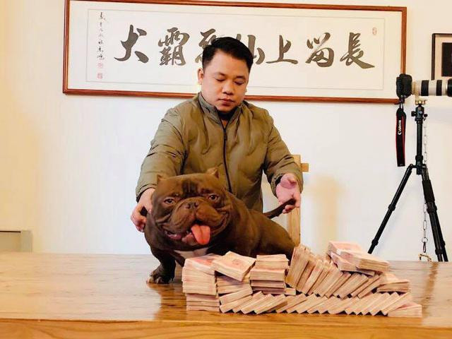Được biết, chú chó đắt đỏ này là giống chó Exotic Bully màu nâu đỏ đẹp nhất Trung Quốc. Exotic Bully cũng là giống chó đắt nhất thế giới. Ảnh: Người đưa tin.