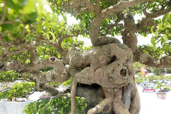 Tác phẩm được nghệ nhân sáng tác từ một cây sanh có tuổi thọ trên 100 năm tuổi và cấy ghép trên đá. Ảnh: Dân Việt.