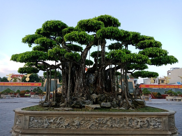 Một cây sanh cổ khác trưng bày ở Festival cây cảnh diễn ra ở TP Thanh Hóa hồi năm ngoái cũng khiến nhiều người choáng váng khi được khách Nhật định giá hơn 20 triệu USD. Ảnh: Người lao động.