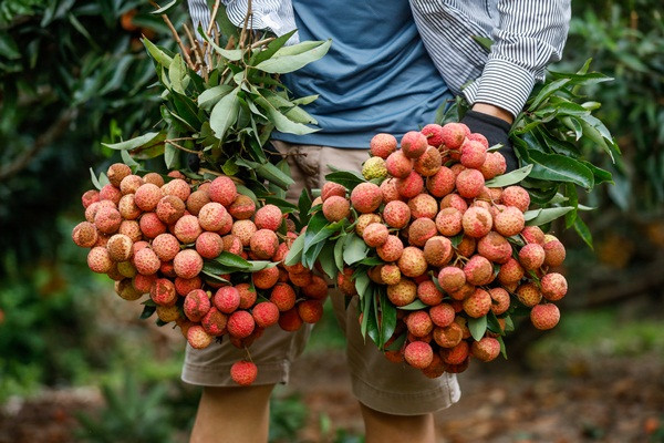 Sau khi hái xuống, vải được bỏ bớt lá, cuống và bó thành chùm nặng khoảng 3kg. Ảnh: Cand.