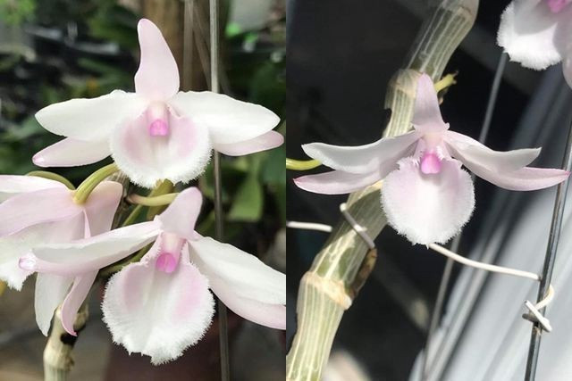 Đây là loại lan phi điệp đột biến gen quý hiếm được dân chơi lan đánh giá cao (gọi tắt là lan phi điệp 5ct).