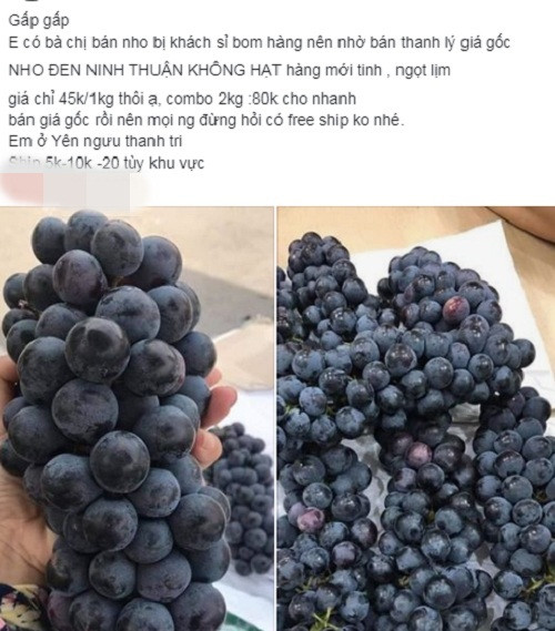 Loại nho này được người bán quảng cáo là nho bắp Ninh Thuận hay nho đen Ninh Thuận.
