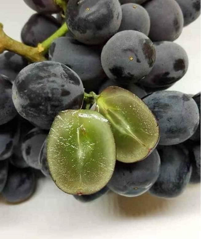 Do đó, người tiêu dùng nên lựa chọn kỹ để không mua phải nho Trung Quốc không rõ nguồn gốc xuất xứ gắn mác nho Ninh Thuận, làm ảnh hưởng đến đặc sản nho trong nước. Nguồn ảnh: Facebook