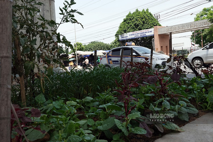 …hành lang bảo vệ biến thành vườn rau trước cổng bến xe Yên Nghĩa.