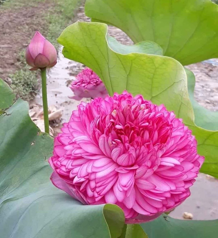 Nguồn tin trên Phụ nữ Việt Nam cho biết, một chậu sen nghìn lớp trồng ở trong bồn, có lá có hoa được bán với giá giá 900.000 đồng/chậu. Ảnh: Facebook.