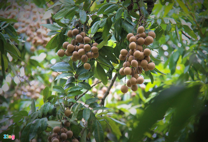 Cây nhãn của một gia đình ở Quốc Oai (Hà Nội) đã gần 130 tuổi nhưng luôn sai trĩu khi tới vụ như lứa nhãn tơ (nhãn trồng 3-4 năm), vụ nào nào cũng 6-8 tạ. Ảnh: Zing.
