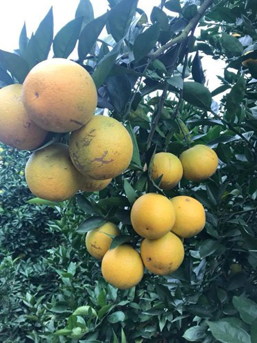 Chủ nhân cho rằng cây cam này rất quý, rất nhiều năm nữa nó có thể cho ra quả rất nhiều....Ảnh: Dân Việt.