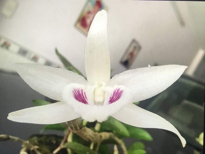 Bông lan 5 cánh trắng của cây này được đánh giá độc đáo nhất Việt Nam khi có sự khác biệt về màu sắc, hình dạng hoa và độ dày của cánh so với loại lan thông thường. Ảnh: Vietnamnet.