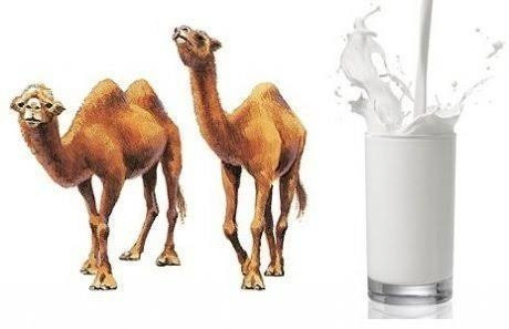 Sữa lạc đà đắt tiền đến như vậy là do không hoàn toàn phổ biến như sữa bò. So với 600 triệu tấn sữa bò được sản xuất trên toàn thế giới, chỉ có khoảng 3 triệu tấn sữa lạc đà được sản xuất mỗi năm.