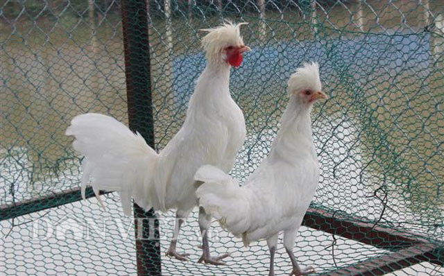 Thậm chí, cặp gà Ba Lan trắng quý hiếm còn có giá lên tới hàng chục triệu đồng. Ảnh: Dân Việt.