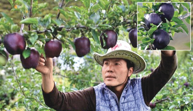Táo kim cương đen là loại táo mới được đưa vào Trung Quốc đại lục và trồng hàng loạt.