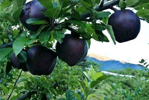 Loại táo này có màu tím đen độc đáo, ánh kim cương giống như được bao phủ bởi một lớp sáp óng ánh huyền bí.