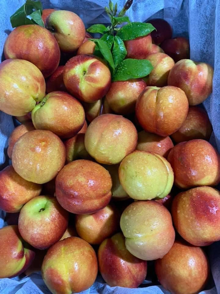 Thêm nữa, đào Trung Quốc đang vào mùa nên giá rất rẻ, chỉ 5.000-6.000 đồng/kg nếu mua sỉ. Ảnh: Facebook.