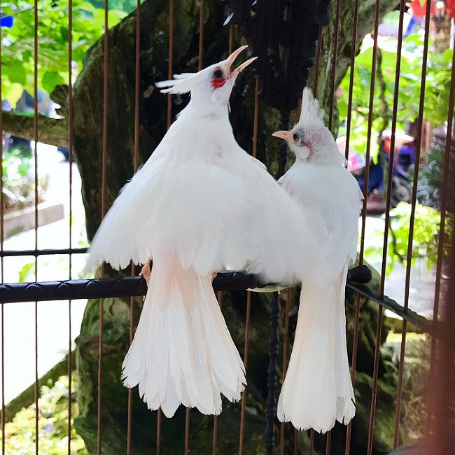 "Bạch vương chào mào" được nhiều người ngỏ ý mua với giá 500 triệu đồng nhưng anh Chương không bán. Ảnh: Dân Việt.