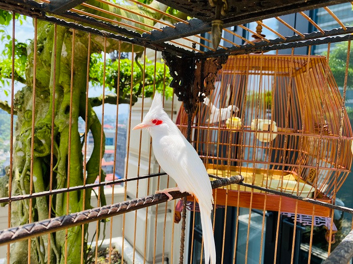 Không chỉ sở hữu bộ lông trắng hiếm có, chú chim này còn được coi là “bạch vương chào mào” bởi đôi mắt đỏ, chân hồng, mỏ hồng và giọng hót thánh thót vạn người mê. Ảnh: Dân Việt.