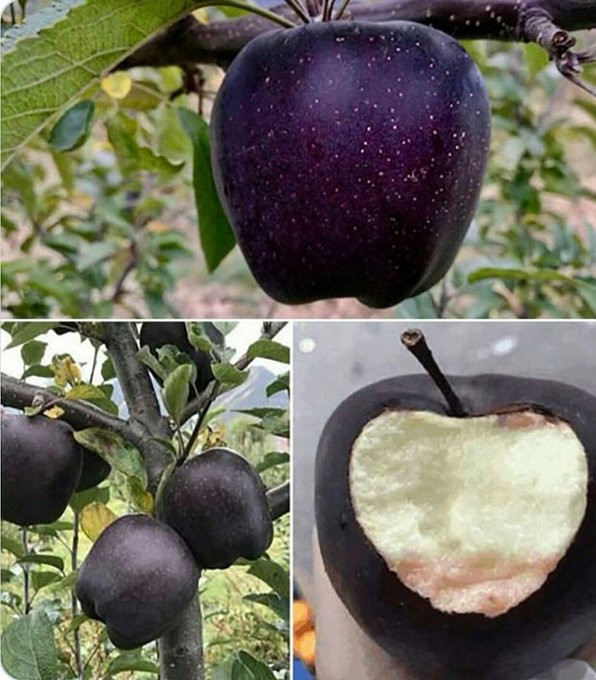 Thông thường, các cây táo khác trưởng thành trong vòng 2 - 3 năm, lâu nhất là 5 năm. Nhưng táo kim cương đen lại mất 8 năm để trưởng thành.