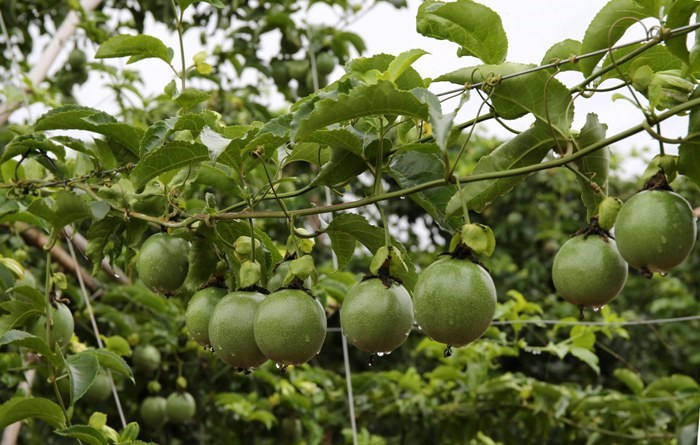 Đầu năm nay, bầu Đức chuyển hướng sang trồng chanh dây và các loại trái cây khác. Ảnh: Dân Việt.