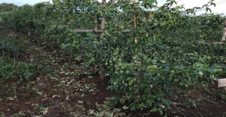 Hoàng Anh Gia Lai trồng khoảng 1.500 ha chanh dây tại Lào và Việt Nam. Sản lượng bình quân 45-50 tấn/ha. Sản phẩm chủ yếu xuất sang Trung Quốc, châu Âu và Thái Lan. Ảnh: VCSC.
