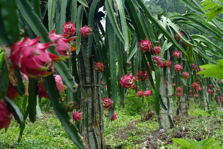 Đến nay, bầu Đức đã trồng 17 loại trái cây ăn trái tại các nông trường ở Việt Nam, Lào, Campuchia. Ảnh: Vietq.