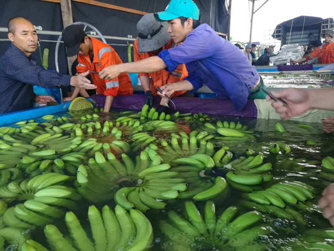 Hoàng Anh Gia Lai dự kiến biên lợi nhuận của sản phẩm chuối năm 2017 đạt 40%. Ảnh: HAGL.