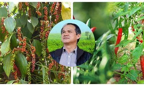Chính vì vậy, bầu Đức cho biết đang tiếp tục trồng ớt và hồ tiêu. Theo kế hoạch, hồ tiêu được thu hoạch bán từ tháng 10 còn ớt sẽ thu hoạch và bán trong tháng 12 tới. Ảnh minh họa: Internet.