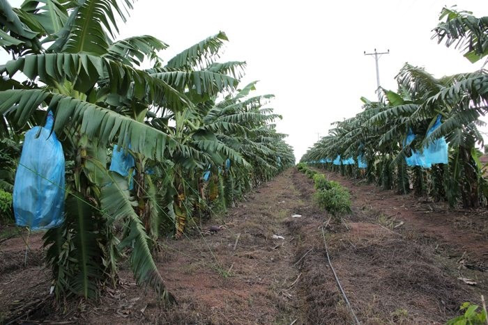 Năm 2017, Hoàng Anh Gia Lai trồng và thu hoạch hơn 2.800 ha chuối. Từ tháng 7 đến giữa tháng 9, công ty đã xuất khẩu 198 container, tương đương hơn 4.040 tấn chuối sang Trung Quốc. Ảnh: Dân Việt.
