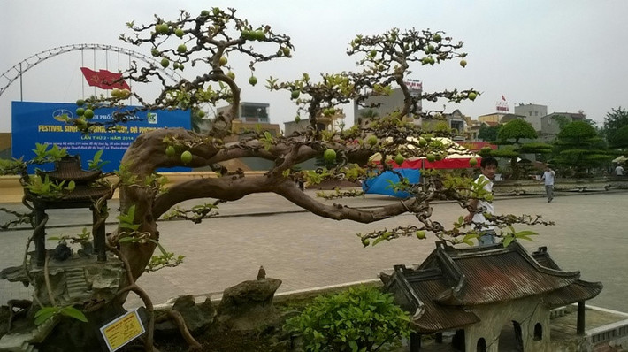Cây ổi đào Việt Nam có dáng "song hoành" thu hút sự chú ý của người xem thuộc sở hữu của ông Phùng Lê Anh (Hà Nội). Ảnh: Zing.