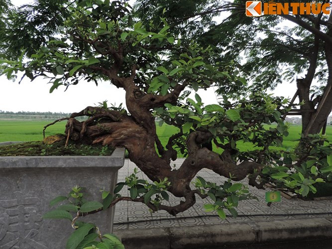 Ổi bonsai nghệ thuật có dáng thác đổ lạ mắt được đánh giá tuổi đời lên đến hơn 50. Ảnh: Nhụy Hồ.