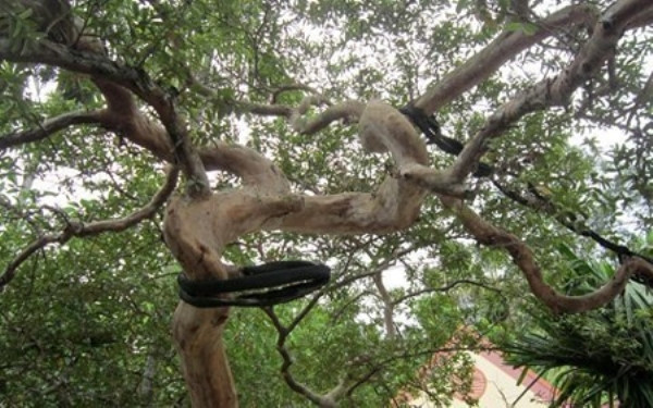 Cây có thế rồng cuốn đẹp mắt, cho trái quanh năm. Quả ổi nhỏ như trái sim, trái to nhất bằng đầu ngón tay cái, ăn rất ngọt. Ảnh: Anninhthudo.