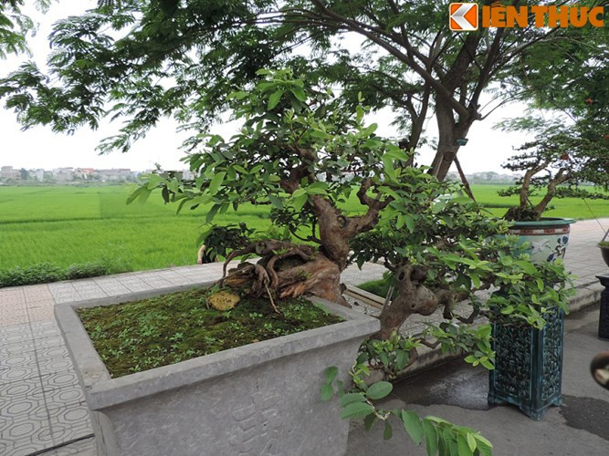 Rễ cây già nua nhưng vẫn vươn nhánh và ra lá tốt um. Ảnh: Nhụy Hồ.
