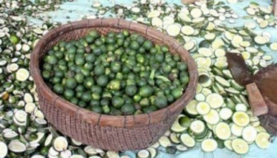 Theo hộ nông dân ở đây, thương lái thu gom cam non khá dễ tính, chỉ cần báo đã đủ hàng thì họ sẵn sàng đem xe tải đến tận nơi bốc xếp, không phải tốn chi phí chuyên chở. Ảnh: Baohaiquan.