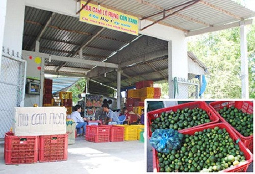 Tuy nhiên, việc mua cam non của thương lái không gây tác hại nhiều cho hộ nông dân, bởi họ mới bán sản phẩm vườn tỉa để đổ bỏ. Ảnh: Báo Hậu Giang.