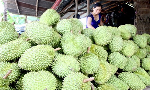 Trong khi đó, một số địa phương ở miền Nam cũng từng xuất hiện thương lái ồ ạt thu mua sầu riêng non với giá cao gấp 3 lần thông thường. Ảnh: Nld.