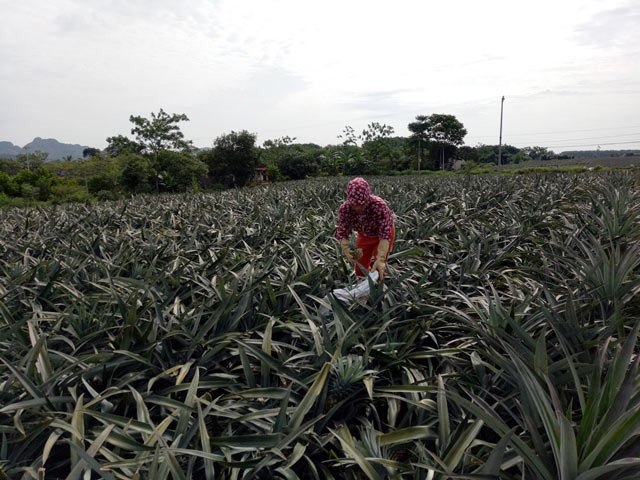 Người dân vô cùng bất ngờ vì giá dứa chưa bao giờ cao như vậy. Ngạc nhiên hơn, họ còn thu gom cả những quả dứa còn xanh với giá cao. Ảnh: Dân Việt.