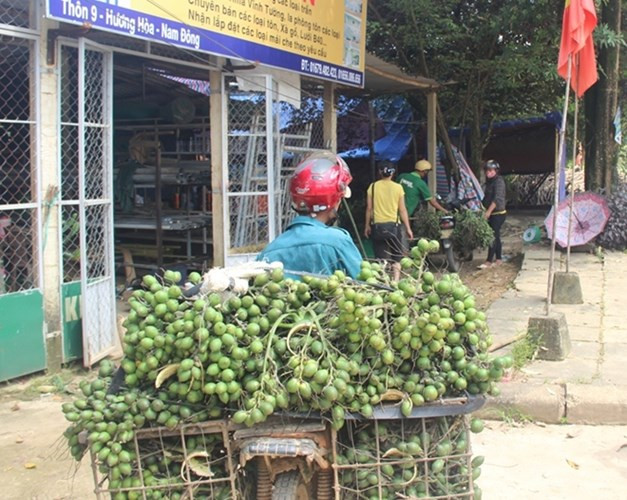 Vài năm trở lại đây, nhiều thương lái Trung Quốc không ngại chi tiền để mua một số trái cây non của Việt Nam. Gần đây nhất là tình trạng thu mua cau non tại Bình Định, Sóc Trăng...Ảnh: Cand.