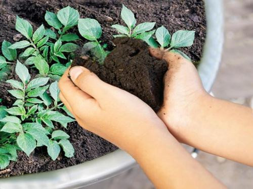 Bên cạnh đó cần tiến hành vun đất cho cây vài lần để khoai xuống củ và tránh tính trạng củ khoai không gặp ánh sáng dẫn đến tình trạng vỏ, ruột khoai xanh. Ảnh: Printest.