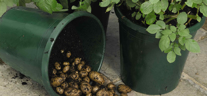 Dỡ cây khoai tây rồi đổ hết đất ra khỏi chậu và gom củ lại. Ảnh: GrowVeg.