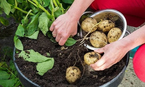 Khi cây ra hoa cũng là lúc có thể thu hoạch củ khoai tây. Ảnh: Telegraph.