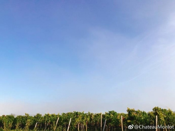 Có thể thấy nhờ vào điều khiện khí hậu tốt cùng với sự chăm sóc kỹ lưỡng mà năm nay nữ diễn viên Triệu Vy lại có một vụ mùa bội thu với những lứa nho vừa ngon vừa chất lượng.
