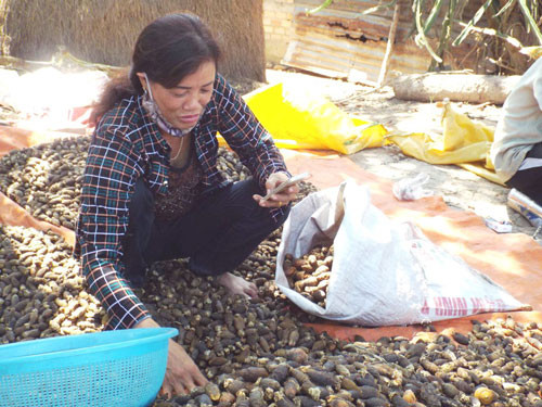 Năm 2015, ngày nào thương lái cũng lùng sục vườn cau ở Khánh Hòa và Bình Định để mua cau non. Giá cau tăng gấp 3 lần bình thường nên người dân hào hứng gom cau đi bán. Ảnh: Người lao động
