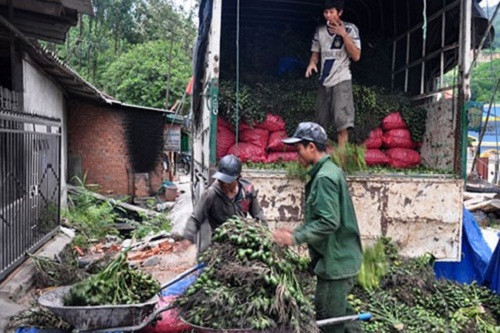 Đây không phải lần đầu tiên thương lái Trung Quốc thu mua cau non tại Việt Nam. Năm 2016, hàng loạt thương lái ồ ạt tìm mua cau non trên địa bàn tỉnh Khánh Hòa để bán sang Trung Quốc. Ảnh: Congly