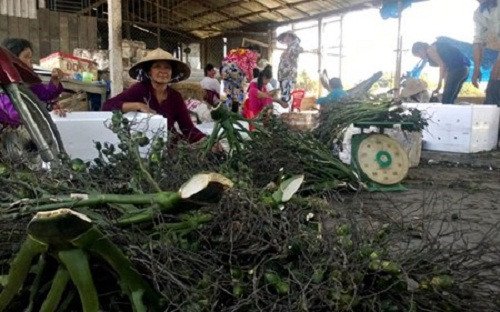 Theo người dân địa phương, giá cau non tăng bất ngờ vì có nhiều thương lái đi lùng mua. Họ chủ yếu mua cau non về sấy, rồi bán sang Trung Quốc. Ảnh: Vietnamnet