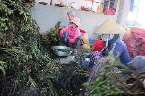 Nếu như 2 năm trước, giá cau non chỉ 1.000 đồng/kg thì hiện giá cau đang ở mức hơn 20.000 đồng/kg, cao chưa từng thấy. Ảnh: Dân Việt