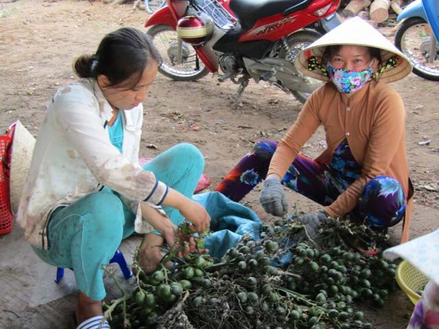 Hiện tượng người dân gom cau non bán cho thương lái cũng xảy ra tại xã Nhơn Mỹ, huyện Kế Sách, tỉnh Sóc Trăng thời gian gần đây. Ảnh: Langmoi