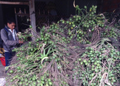 Cá biệt, có thương lái còn đặt cọc với giá 200.000-300.000 đồng/cây cau/năm. Cau ra buồng nhiều họ lợi, mất mùa thì thương lái chịu. Ảnh: Cand